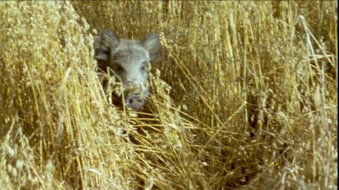 828363242-oat-field-wild-boar-running-wilderness.jpg