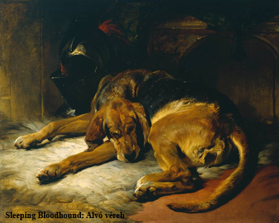 Sleeping Bloodhound Alvó véreb.jpg