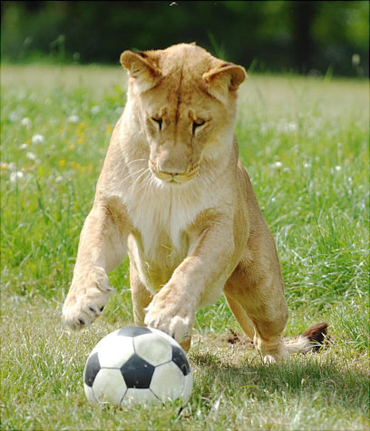 gal-animal-lion2.jpg